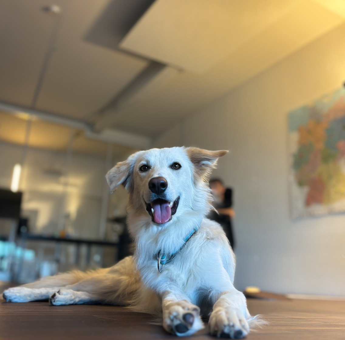 Office-Hund bei Vierbeiner.de - fröhlicher Hund im Büro