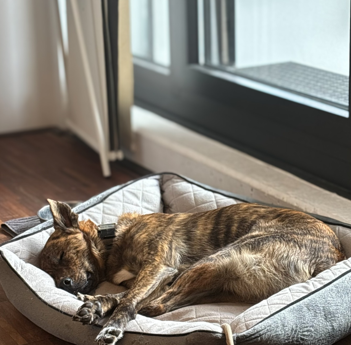 Office-Hund bei Vierbeiner.de - entspannter Hund im Körbchen
